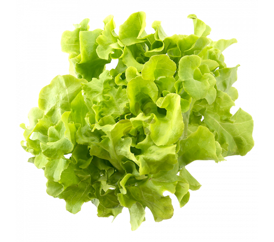 Lechuga Romana Und